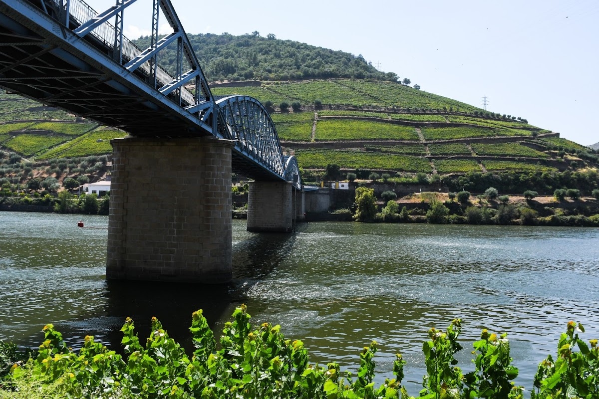 Pinhão