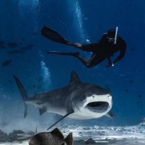 Thresher shark inn