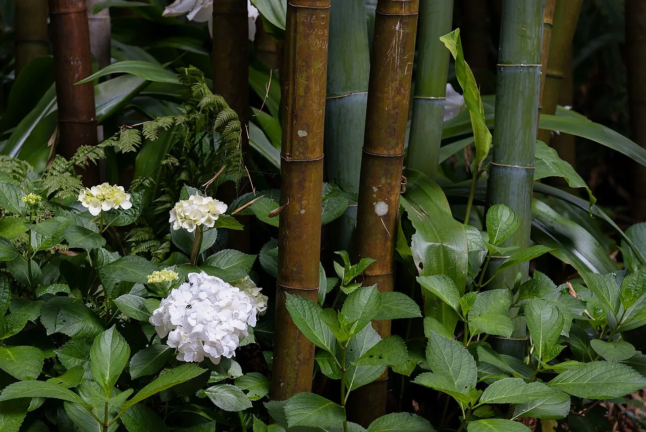 White hydrangeas among bamboo at Pinhal da Paz, Furnas, São Miguel, Azores