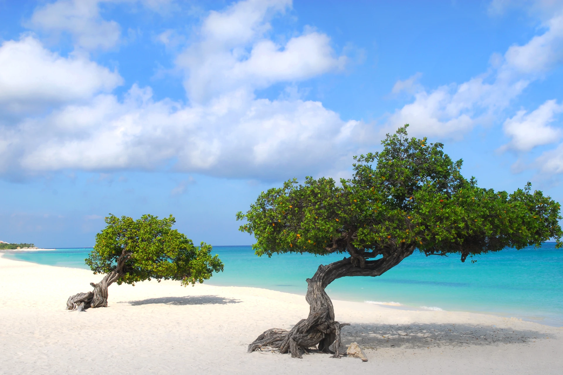 Discover the Beauty of Eagle Beach, Aruba