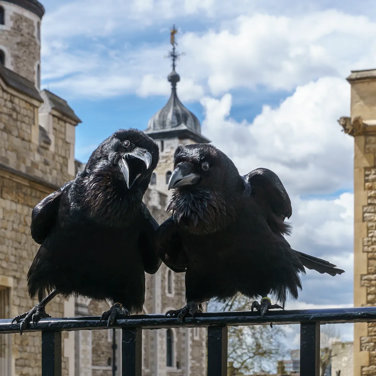 Two ravens, Jubilee and Munin, in front of the White Tower at the Tower of London