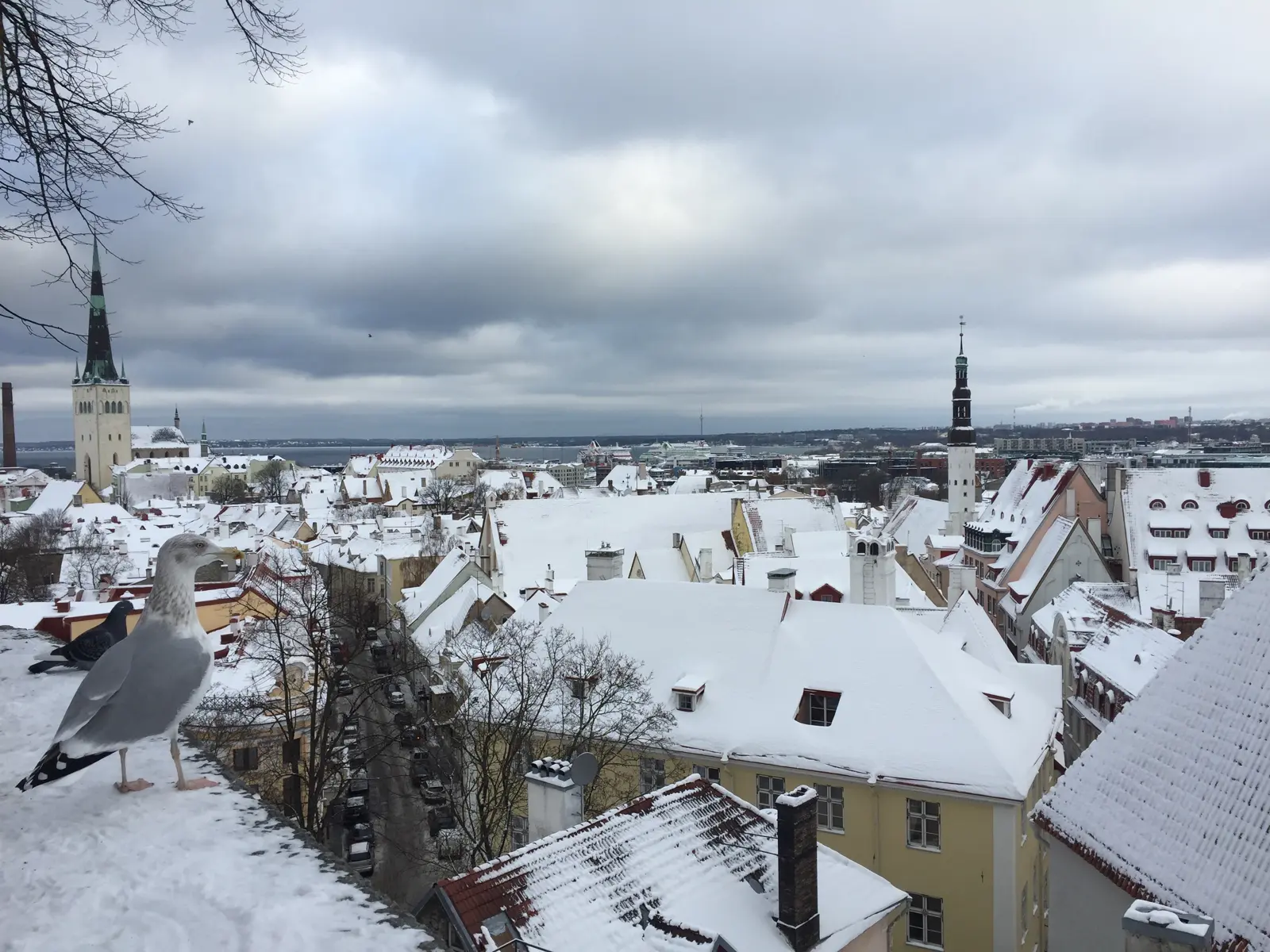 Tallinn Winter Guide: Old Town, Christmas Market and Day Trips